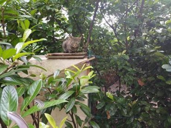 hübsche Tigerin Mia sucht Einzelplatz