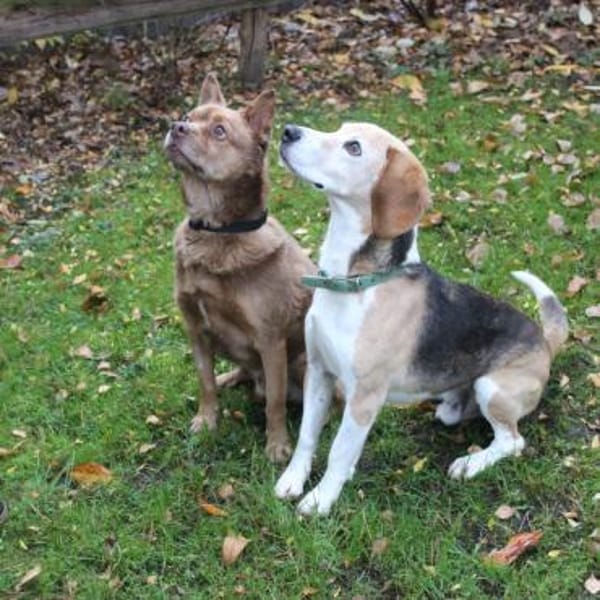 Otto ein Sonnenschein auf 4 Pfoten