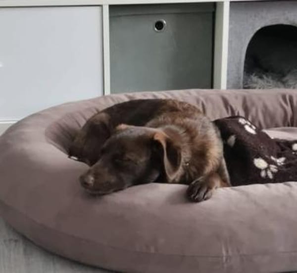 SORINA -kleine verschmuste Draufgängerin