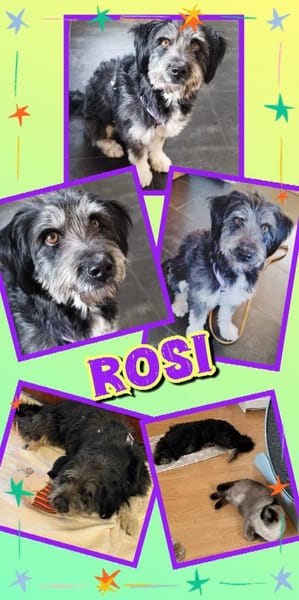 Hübsche Rosi auf PS in 91459