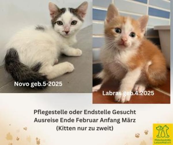 Pflegestelle oder Endstelle gesucht