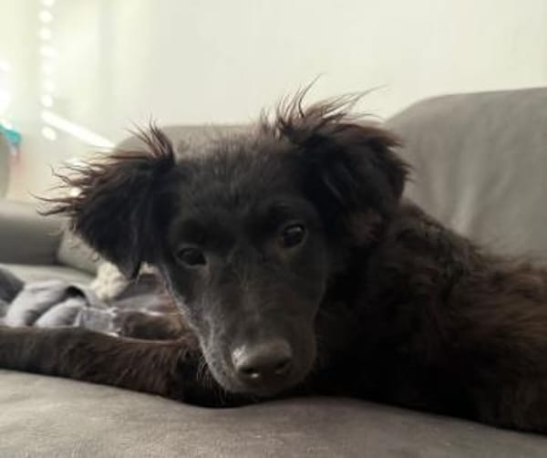 Momo sucht sein Für-immer-Zuhause 🐾