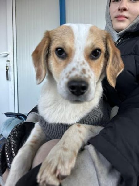 Welpe Niko möchte SEIN Zuhause finden