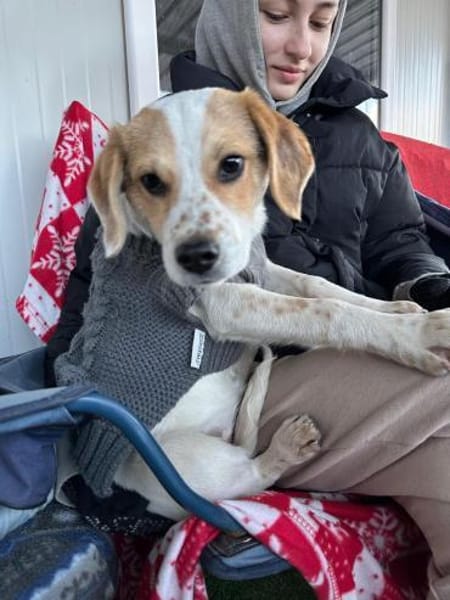 Welpe Niko möchte SEIN Zuhause finden