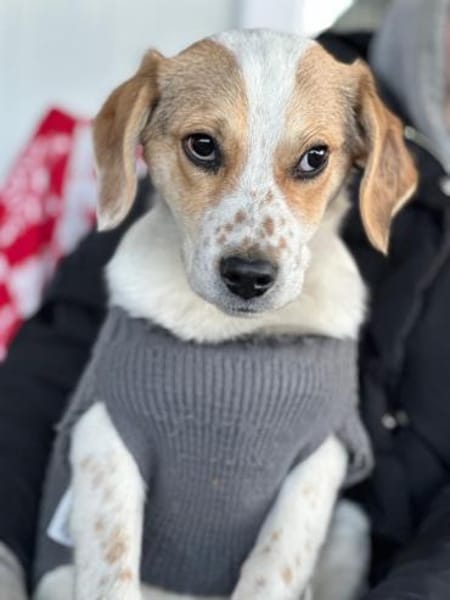 Welpe Niko möchte SEIN Zuhause finden