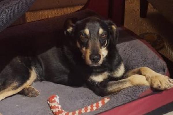 Tommy - wartet in 16556 Borgsdorf