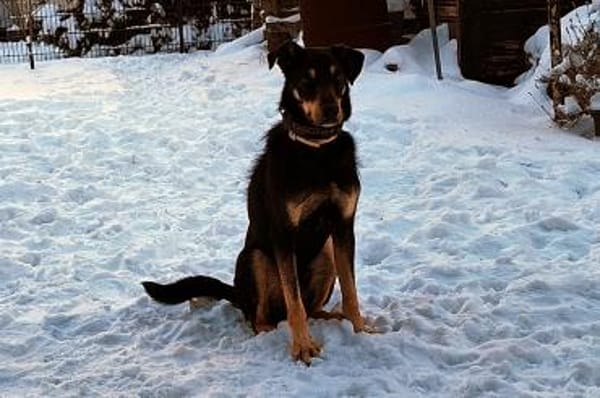 Tommy - wartet in 16556 Borgsdorf