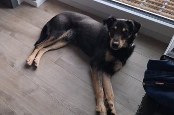 Tommy - wartet in 16556 Borgsdorf