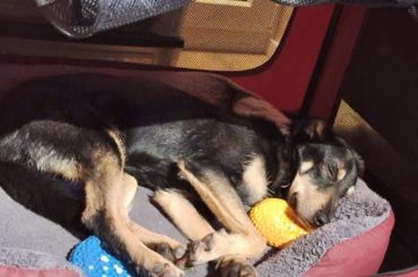 Tommy - wartet in 16556 Borgsdorf