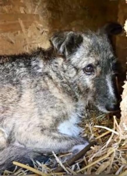 Missy 42 cm (Pfegestelle)