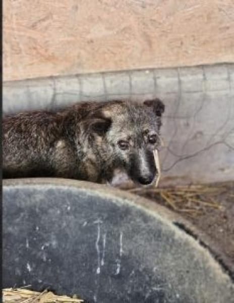 Missy 42 cm (Pfegestelle)