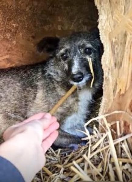 Missy 42 cm (Pfegestelle)