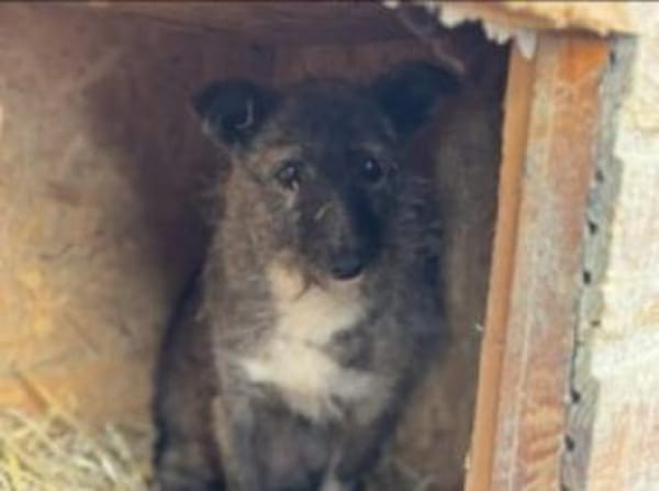 Missy 42 cm (Pfegestelle)