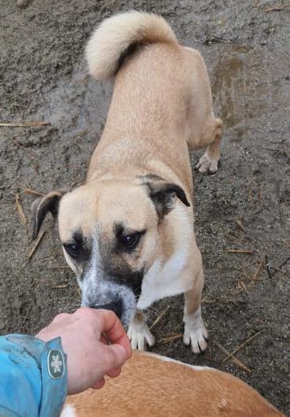 Chanel 50 cm (Pflegestelle)