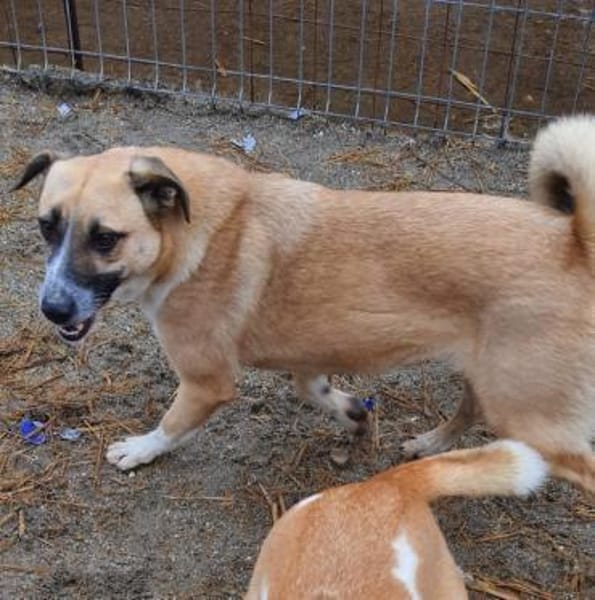 Chanel 50 cm (Pflegestelle)