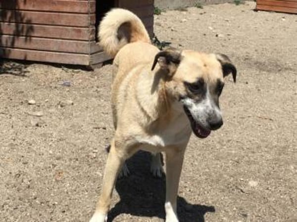 Chanel 50 cm (Pflegestelle)