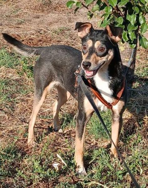 LADY wartet in 50170 Kerpen