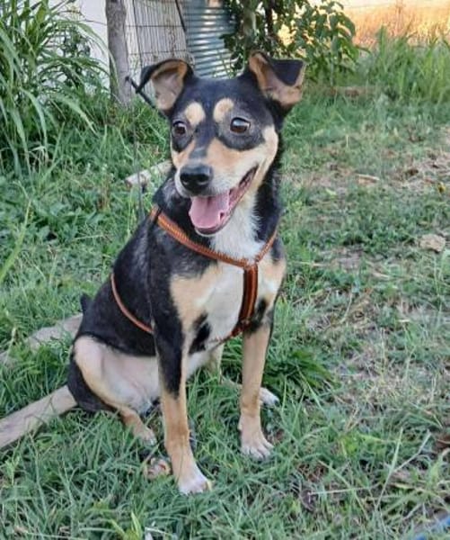 LADY wartet in 50170 Kerpen