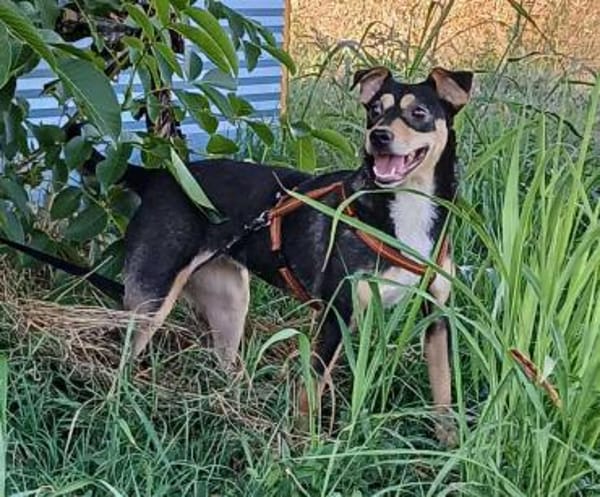 LADY wartet in 50170 Kerpen