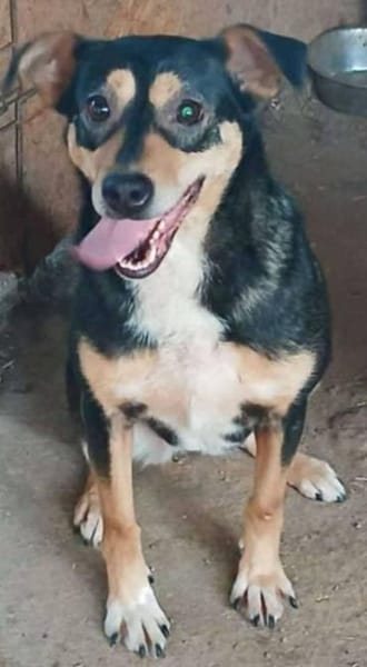 LADY wartet in 50170 Kerpen