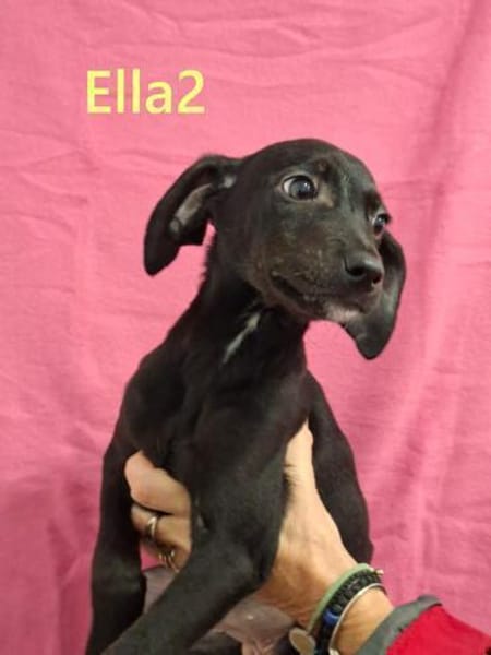 Sonnenschein sucht seinen Menschen