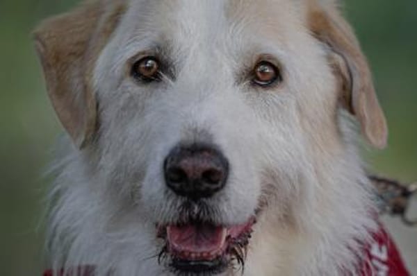 Albano - wartet in 33154 Salzkotten