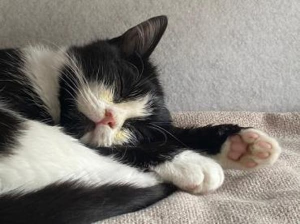 🐾Kater Nino sucht ein Zuhause💛