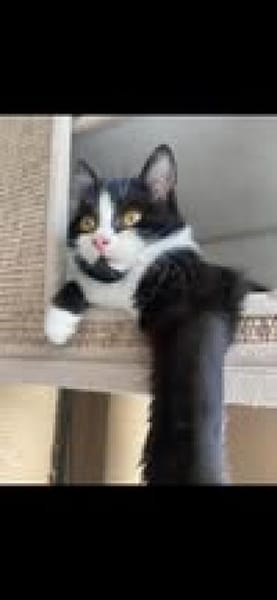 🐾Kater Nino sucht ein Zuhause💛