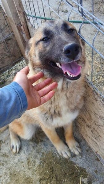 Nevada 52 cm (Pflegestelle)