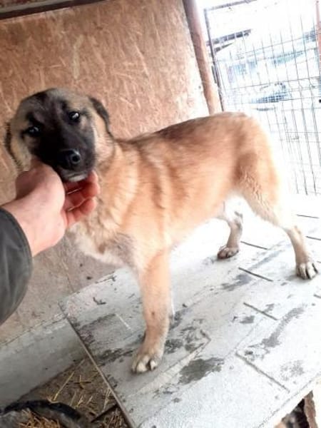 Nevada 52 cm (Pflegestelle)