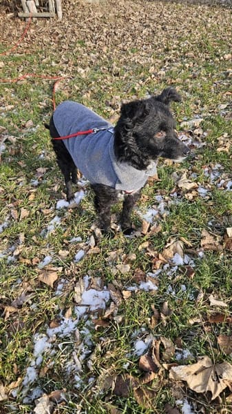 💕Mara💕 sucht ihre Menschen 💕🐾💕