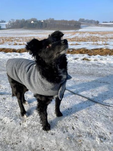 💕Mara💕 sucht ihre Menschen 💕🐾💕