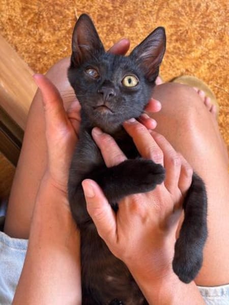 Kuschelbärchen Brahms