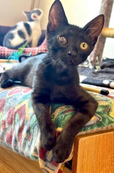 Kuschelbärchen Brahms