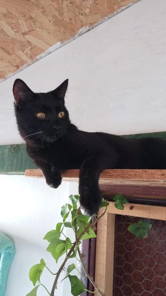 Kuschelbärchen Brahms