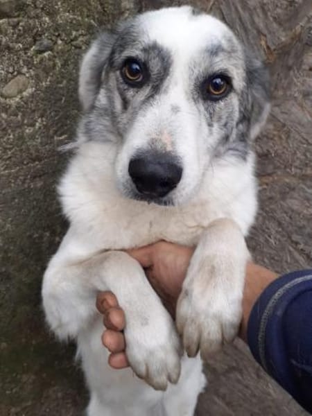 Fossy  53 cm (Pflegestelle)