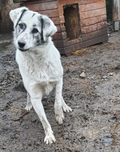 Fossy  53 cm (Pflegestelle)