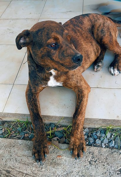 DIAMOND, Chiot Femelle Croisée Créole