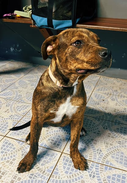 DIAMOND, Chiot Femelle Croisée Créole