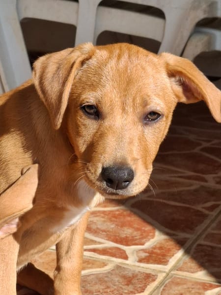 TABITHA, chiot Berger Créole femelle