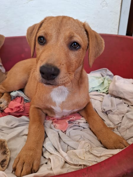 TABITHA, chiot Berger Créole femelle