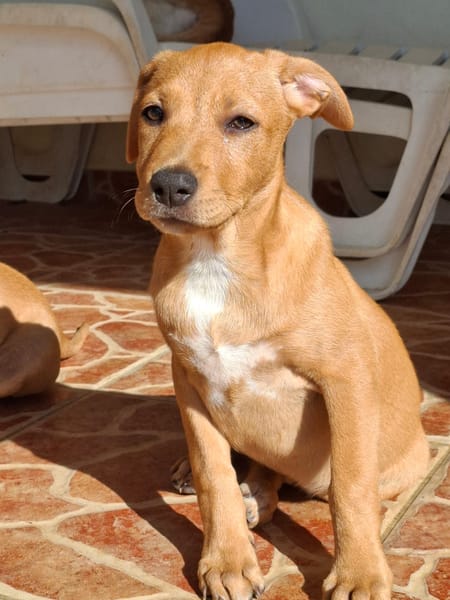 TABITHA, chiot Berger Créole femelle