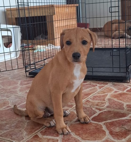 TABITHA, chiot Berger Créole femelle