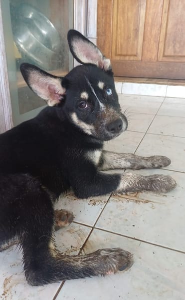 TOUPI, chiot Croisé Husky