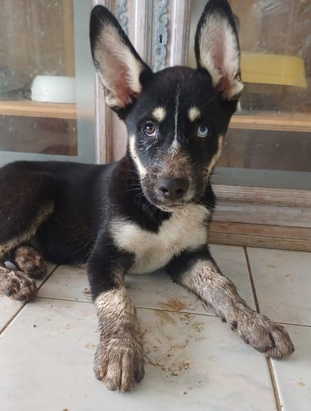 TOUPI, chiot Croisé Husky