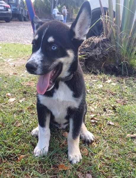 TOUPI, chiot Croisé Husky
