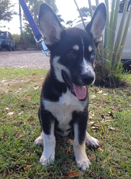 TOUPI, chiot Croisé Husky