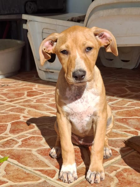 MOÏRA, chiot Berger Créole femelle