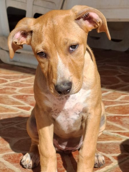 MOÏRA, chiot Berger Créole femelle