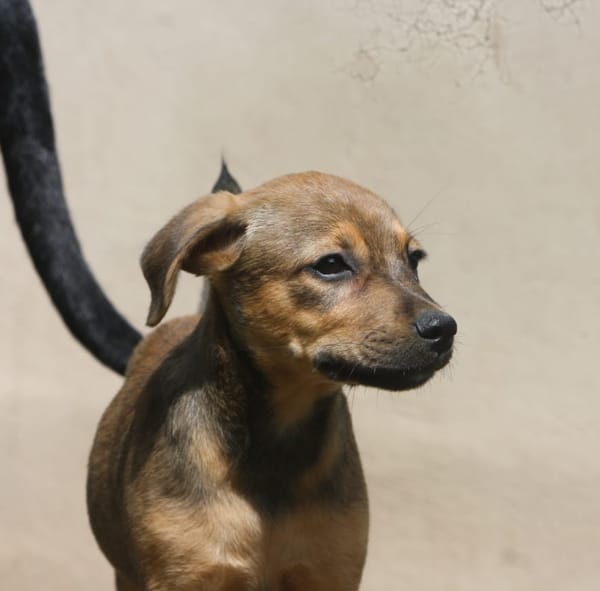 VERA, chiot femelle Berger Créole